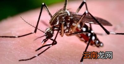 蚊子吸血为何要注射“毒液”