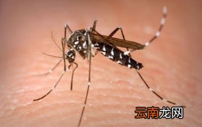 为什么要注射毒液呢