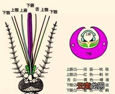为什么要注射毒液呢