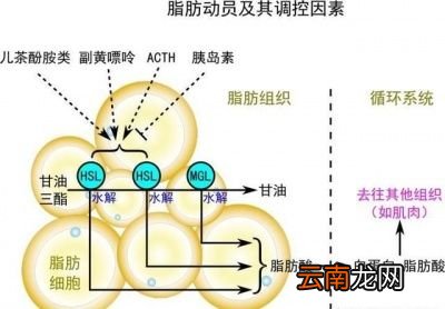 为什么跳绳能起到减肥的效果