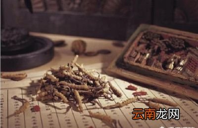 什么是冬虫夏草
