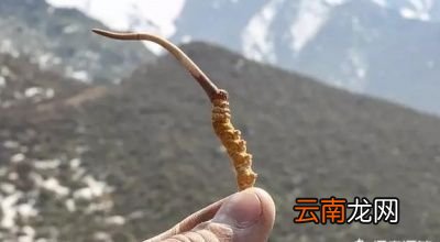 什么是冬虫夏草