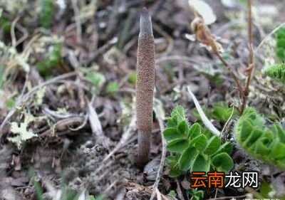 什么是冬虫夏草
