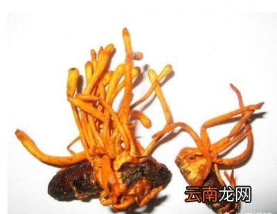 什么是冬虫夏草