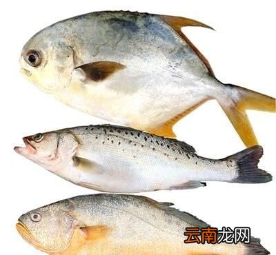 做鱼的烹饪要领