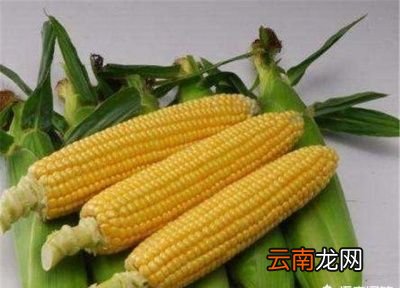 水果玉米和黏玉米有什么区别