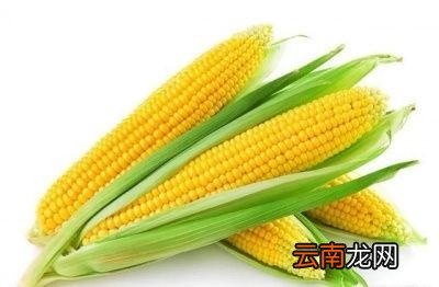水果玉米和黏玉米有什么区别