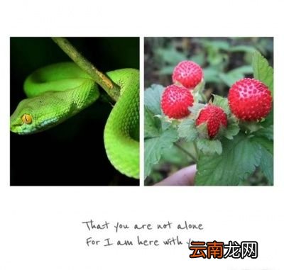 白泡泡哪里来的