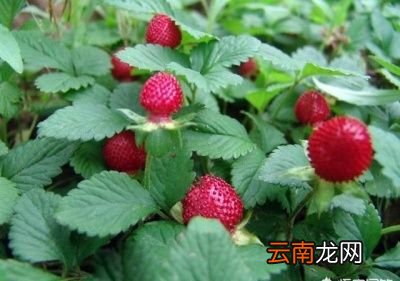 白泡泡哪里来的