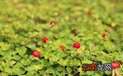 白色泡泡到底是不是口水