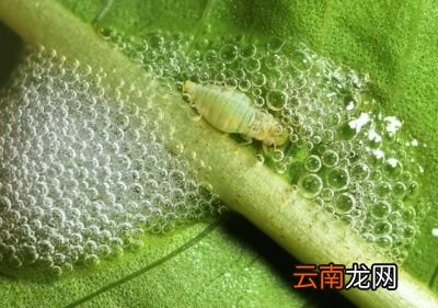 白色泡泡到底是不是口水
