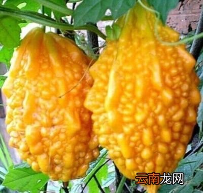 苦瓜的可能禁忌人群