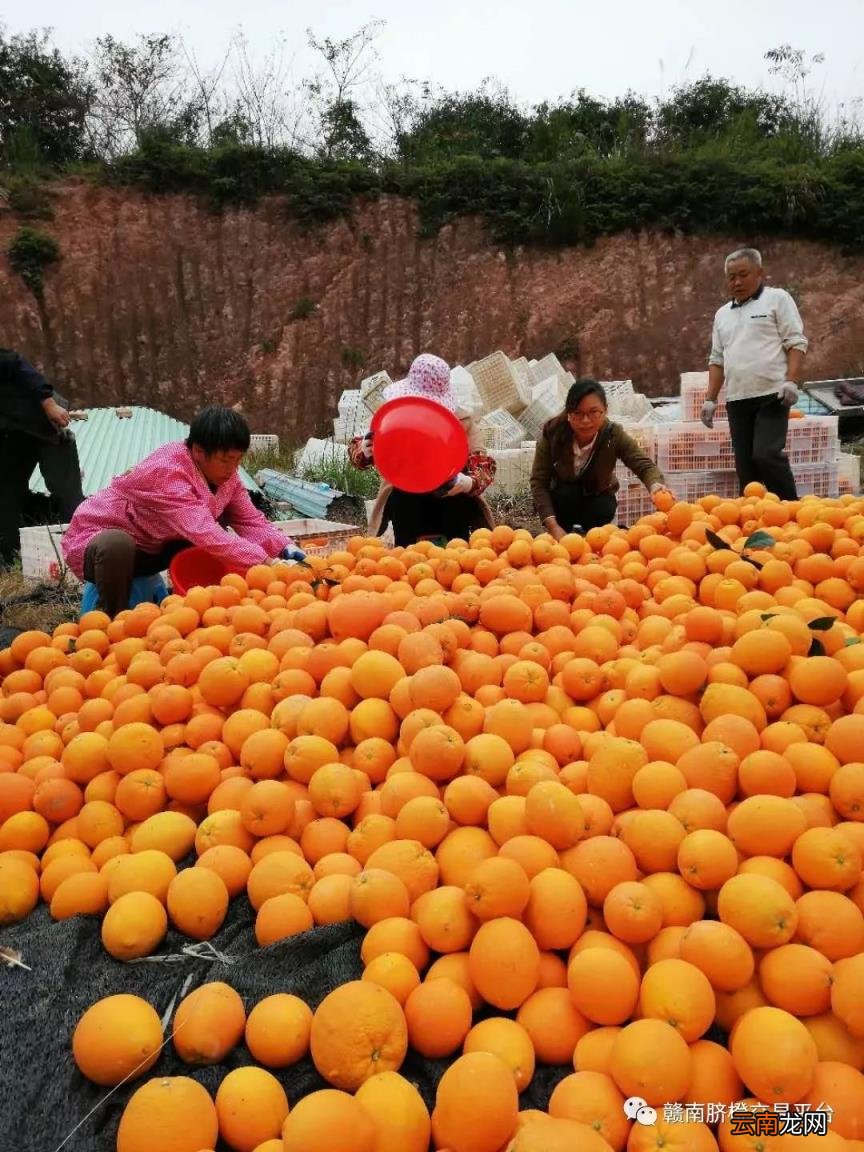 赣南脐橙最甜蜜的味道您吃了吗???