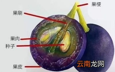自酿葡萄酒注意事项