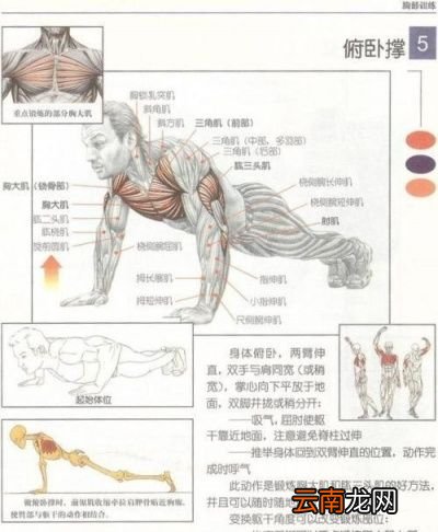 男人30岁了再锻炼俯卧撑还有效果吗