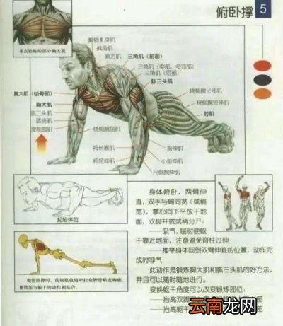 俯卧撑的运动方法