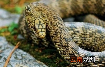 先说为什么农村人叫它益蛇