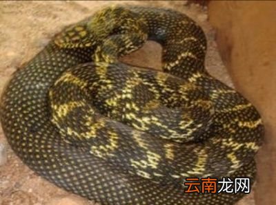 先说为什么农村人叫它益蛇