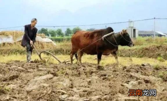 “牛老怕惊蛰,人老怕大寒” 什么意思?