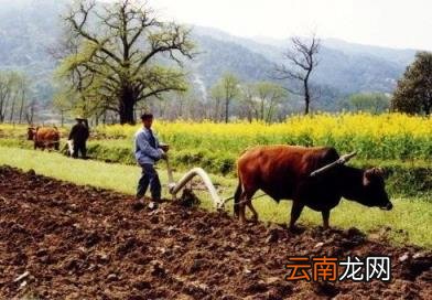 “牛老怕惊蛰,人老怕大寒” 什么意思?