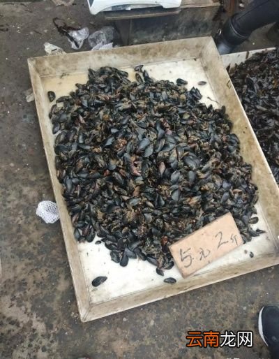海虹与海蛎子谁的营养价值更高是否相差无几