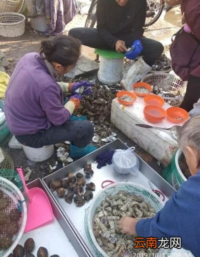 海虹与海蛎子谁的营养价值更高是否相差无几
