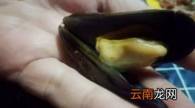 海虹与海蛎子谁的营养价值更高是否相差无几