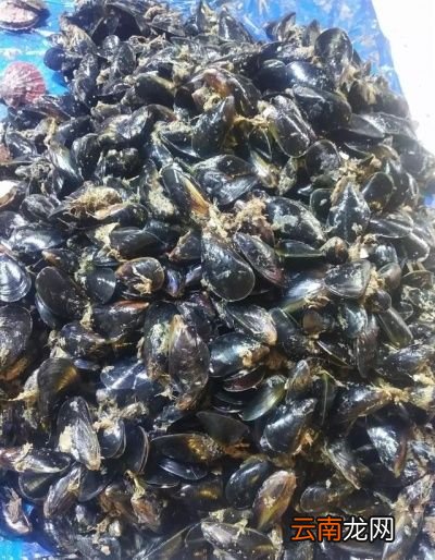 海虹与海蛎子谁的营养价值更高是否相差无几