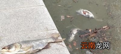 臭鱼发臭的原因是人为腌制的这样的就能吃