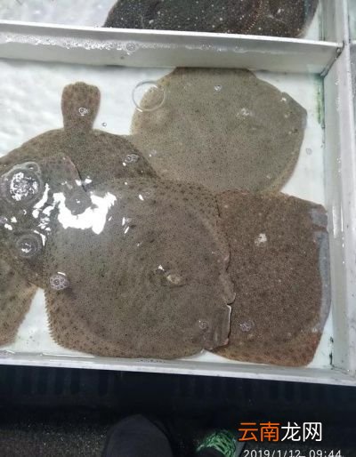 鲽鱼是什么为什么大多地方都是卖鱼头的居多