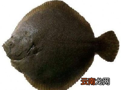 为什么很多地区只有鱼头而无鱼身