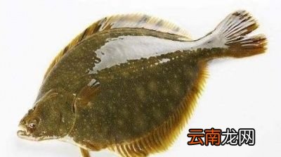 为什么很多地区只有鱼头而无鱼身