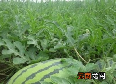 种植西瓜如何施肥才能让西瓜更甜