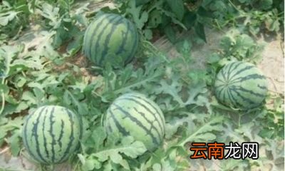 种植西瓜如何施肥才能让西瓜更甜