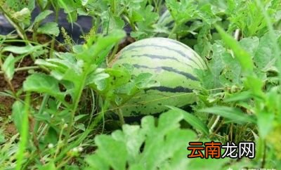 种植西瓜如何施肥才能让西瓜更甜