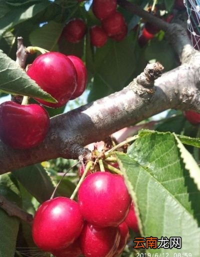 现在这个季节樱桃能卖多少钱一斤怎么样