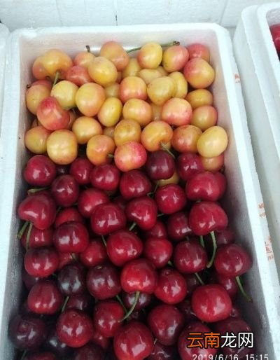现在这个季节樱桃能卖多少钱一斤怎么样