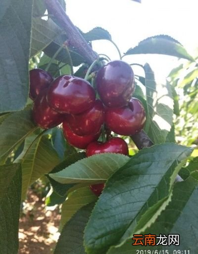 现在这个季节樱桃能卖多少钱一斤怎么样