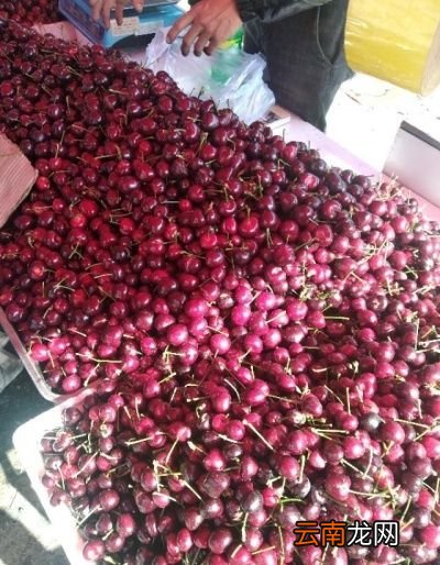 现在这个季节樱桃能卖多少钱一斤怎么样
