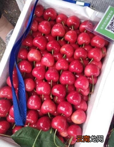 现在这个季节樱桃能卖多少钱一斤怎么样