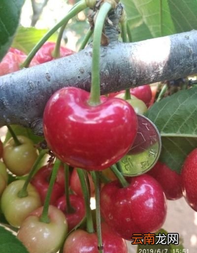 现在这个季节樱桃能卖多少钱一斤怎么样