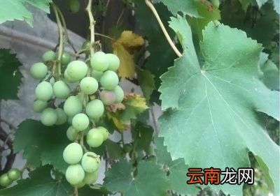 如何科学管理院子里的葡萄树