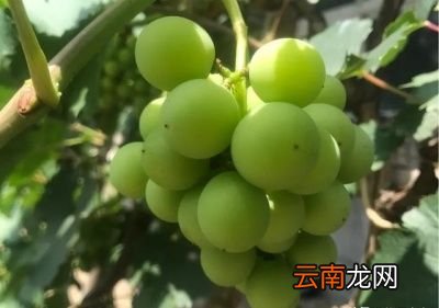 如何科学管理院子里的葡萄树