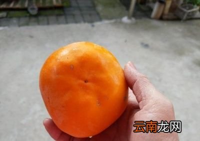 柿子的脱涩原理是什么