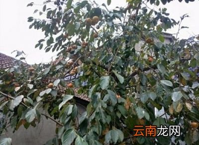 柿子的脱涩原理是什么