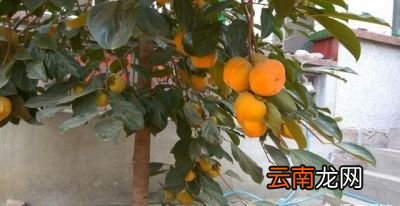 柿子发涩的原因