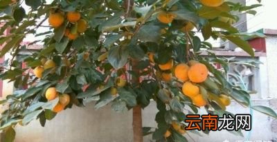 柿子发涩的原因