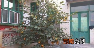 柿子发涩的原因