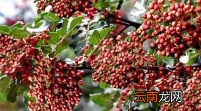 农村种植花椒树直接用买的花椒籽播种可以吗