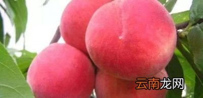 何时吃水果最佳